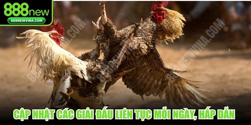 Cập nhật các giải đấu liên tục mỗi ngày, hấp dẫn khó cưỡng